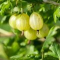 Beskrivning av sorter av finska krusbärsorter, odling och reproduktion