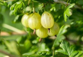Descrizione delle varietà di varietà di uva spina finlandesi, coltivazione e riproduzione