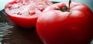 Egenskaper och beskrivning av Katya-tomatsorten, dess utbyte