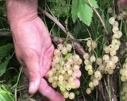 Beskrivning av de bästa sorterna av vita vinbär, plantering, odling och vård