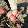 Bulvių veislės „Zhuravinka“ aprašymas, auginimas ir derlius