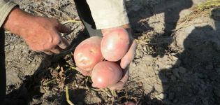 Beskrivning av potatisorten Zhuravinka, odling och avkastning