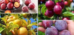 Les avantages et les inconvénients des prunes pour la santé du corps humain, contre-indications et propriétés