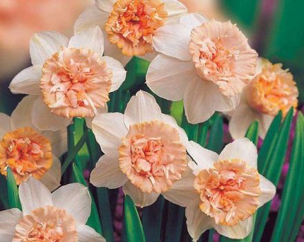 Περιγραφή και χαρακτηριστικά των daffodils της Rosie Cloud, τεχνολογία καλλιέργειας και φροντίδα