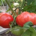 Beskrivning av efterrättrosa tomat, odlingsfunktioner och recensioner