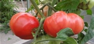 Beskrivning av efterrättrosa tomat, odlingsfunktioner och recensioner