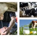 I hvilken alder begynder en ko at mælke, og hvordan den produceres