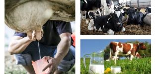 Vid vilken ålder börjar en ko mjölka och hur den produceras