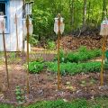 Cómo hacer un sistema de riego por goteo de bricolaje para pepinos en un invernadero y campo abierto