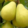 De bästa päronvarianterna för centrala Ryssland med en beskrivning