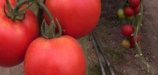 Karakteristika for tomatsorten Rally, dens udbytte