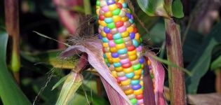 Beschrijving van variëteiten van veelkleurige maïs, het gebruik ervan