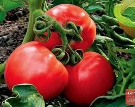 Descrizione della varietà di pomodoro Igranda e delle sue caratteristiche