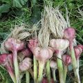 When do you need to dig garlic in Russia and the regions?