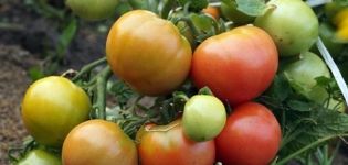 Caractéristiques et description de la variété de tomate Wind Rose