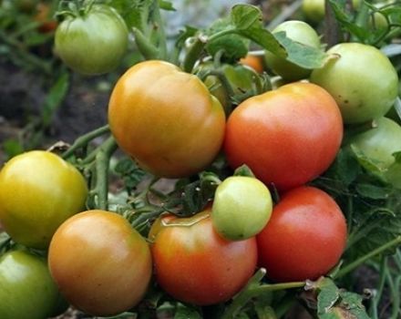 Kenmerken en beschrijving van de tomatenvariëteit Wind Rose