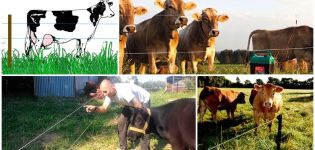 Granskning av de bästa modellerna av elektriska herdar för kor och hur man installerar instruktioner