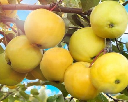Papiroyantarnoye obelų veislės charakteristikos ir apibūdinimas, auginimo ypatybės ir derlius