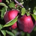Опис и карактеристике, предности и мане јабука црвене укусне, суптилности узгоја