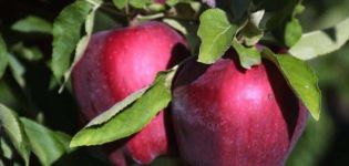 „Red Delicious“ obuolių aprašymas ir savybės, pranašumai ir trūkumai, auginimo subtilybės