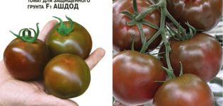 Mô tả về giống cà chua Ashdod và đặc điểm của nó