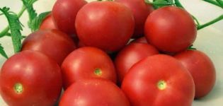 Opis odrody paradajok Veľkorysosť, vlastnosti pestovania a výnos