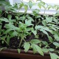 Tomaten planten en kweken zonder zaailingen te plukken