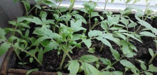 Hur man planterar och odlar tomater utan att plocka plantor