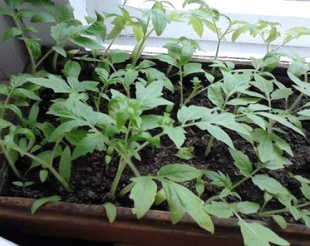 Tomaten planten en kweken zonder zaailingen te plukken