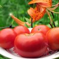 Egenskaper och beskrivning av tomatsorten Sibiryak, Sibiryachok och Mamin Sibiryak, deras utbyte
