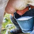 Prečo je kravské mlieko horké a čo robiť, ako obnoviť normálnu chuť