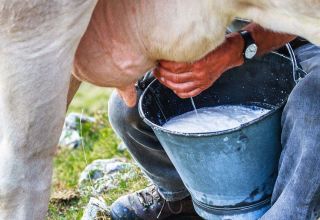 Varför komjölk är bitter och vad man ska göra, hur man återställer normal smak