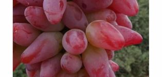 Beskrivelse af druernes variation og egenskaber Original, dyrkning og udbytte
