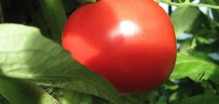 Beskrivelse af tomatsorten Udachny og dens egenskaber