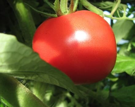 Beschrijving van de tomatensoort Udachny en zijn kenmerken