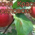 Beskrivning och egenskaper, fördelar och nackdelar med Krasa Sverdlovsk äppelträd, odlingsregler