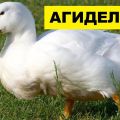 Description of ducks of the Agidel breed and their raising at home