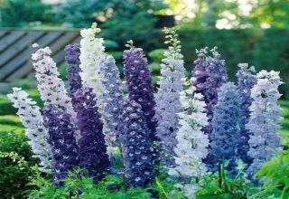 How to prepare a delphinium for winter, when and whether to trim, how to cover and preserve