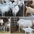 Saanen ožkų aprašymas ir savybės, jų priežiūra ir kaina
