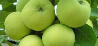 Kenmerken en beschrijving van de Narodnoe-appelvariëteit, aanbevolen groeiregio's en beoordelingen van tuinders
