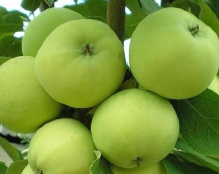 Egenskaper och beskrivning av Narodnoe äppelsort, rekommenderade odlingsregioner och trädgårdsarbetares recensioner