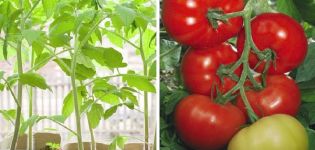Titanik domates çeşidinin tanımı ve özellikleri