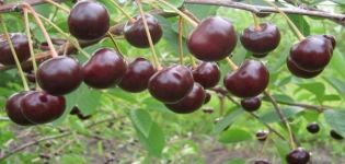 Opis a charakteristika odrody čerešňa Brunetka, znaky pestovania a história