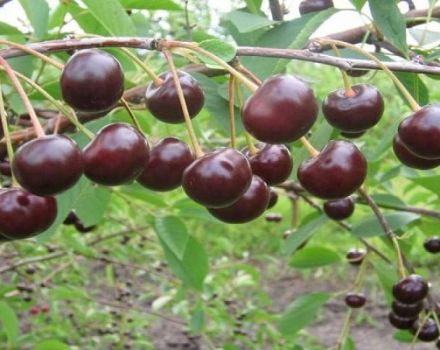 Beskrivning och egenskaper hos Brunetka körsbärsorten, odlingsfunktioner och historia