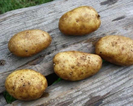 Paglalarawan ng iba't ibang patatas Suwerte, ang mga katangian at rekomendasyon para sa paglaki
