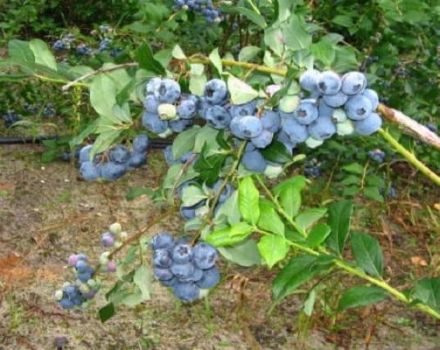Beskrivelse af den nordlige blåbærsort, plantning og pleje, sygdomme og skadedyr
