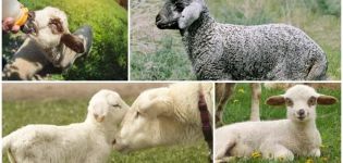 Cách điều trị và tại sao bệnh tiêu chảy xảy ra ở cừu con, phải làm gì và có thể tiêm gì