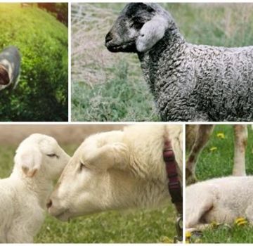 Bagaimana merawat dan mengapa cirit-birit berlaku pada anak domba, apa yang harus dilakukan dan apa yang boleh diberikan