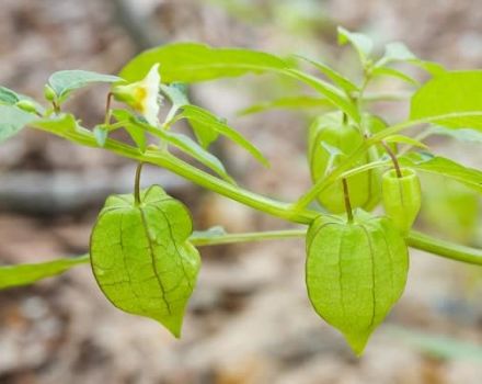 Ako pestovať a ošetrovať Physalis v skleníku, popis rastlín a tipy