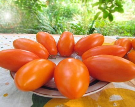 Popis odrůdy rajčat Elisha a její vlastnosti